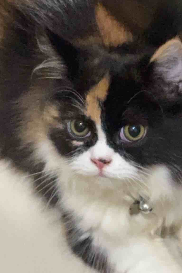 Thumbnail for Oniel/オニエル(JKT48)